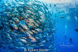 A school of Bohar snappers gather one week per year in Ra... by Robert Smits 
